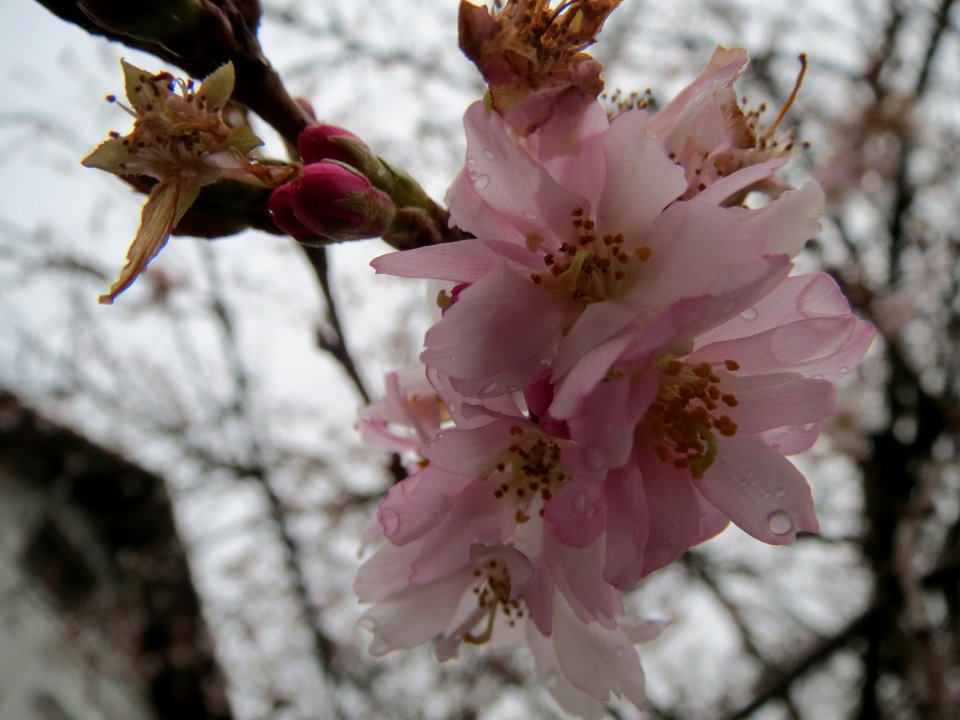 20140210Prunus_serrulata1