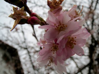 20140210Prunus_serrulata1