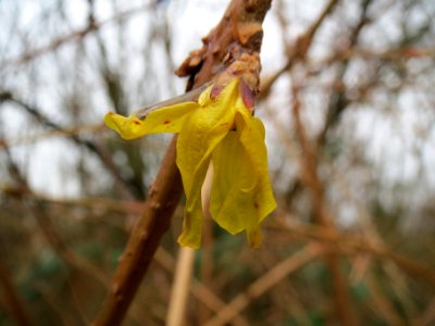 20140210Forsythia_×_intermedia03