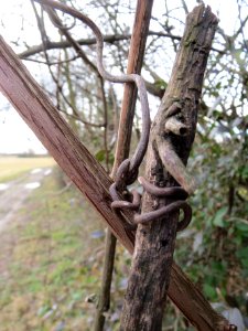 20140207Humulus_lupulus1