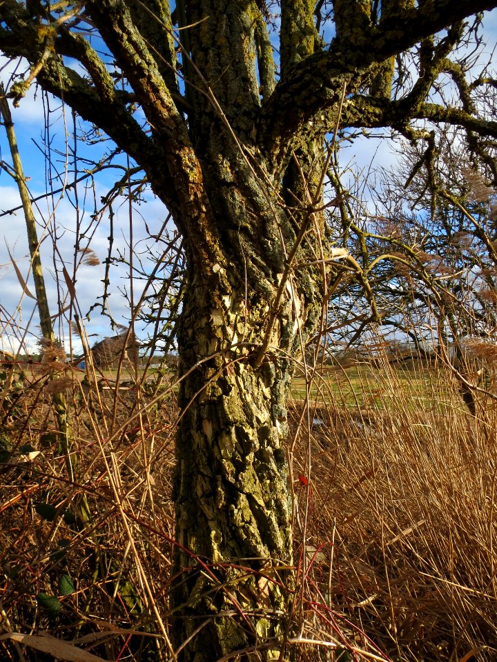20140209Sambucus_nigra09
