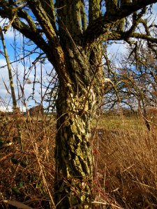 20140209Sambucus_nigra09