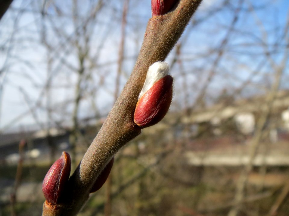 20140206Zitterpappel3