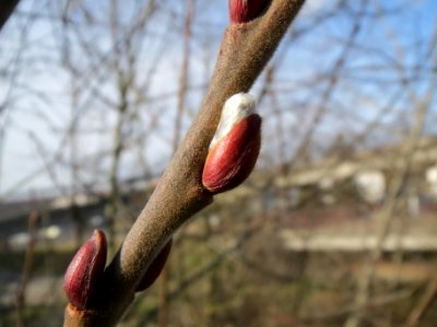 20140206Zitterpappel3