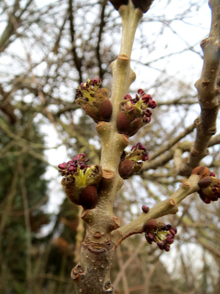 20140207Fraxinus_excelsior3