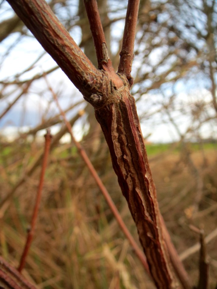 20140207Acer_campestre2