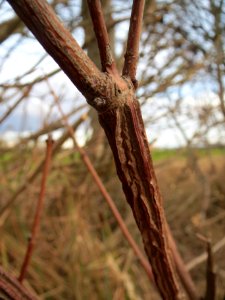 20140207Acer_campestre2