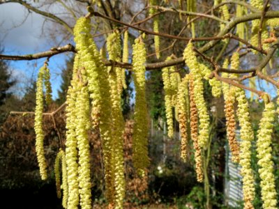 20140209Corylus_avellana2