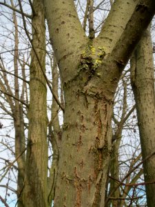 20140206Salix_Neulussheim3