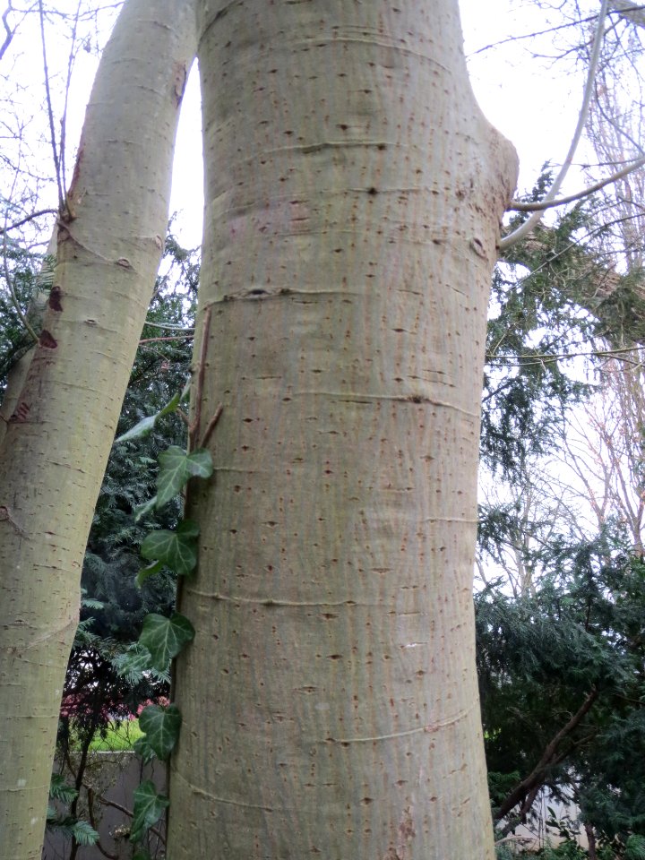 20140208Salix_caprea2