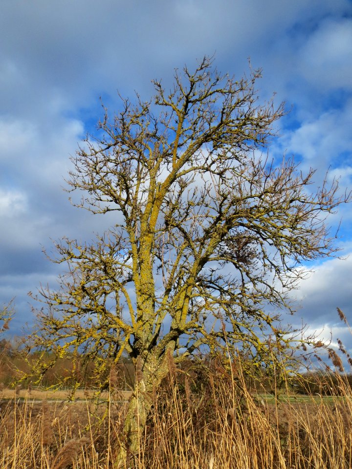 20140209Sambucus_nigra04