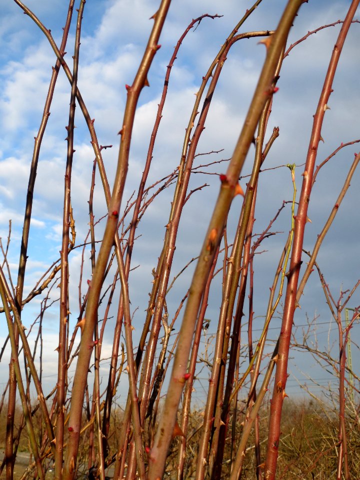 20140204Rose_Neulussheim