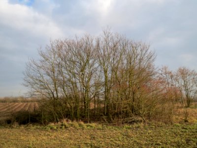20140204Ulmus_minor03