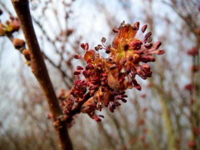 20140204Ulmus_minor01