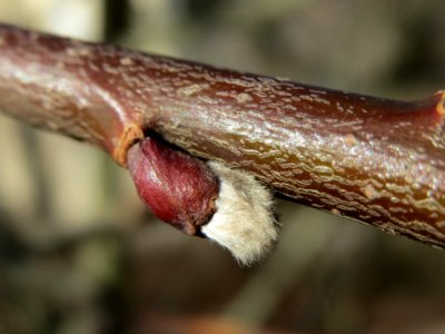 20140209Salix_caprea3