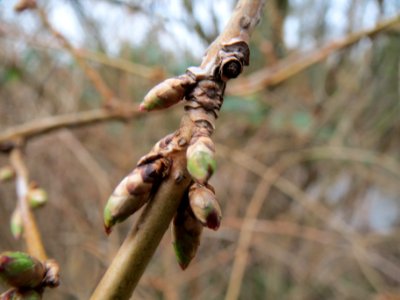 20140210Forsythie_Hockenheim05