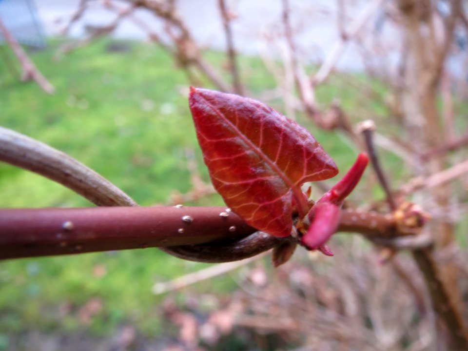 20140210Fallopia_baldschuanica3