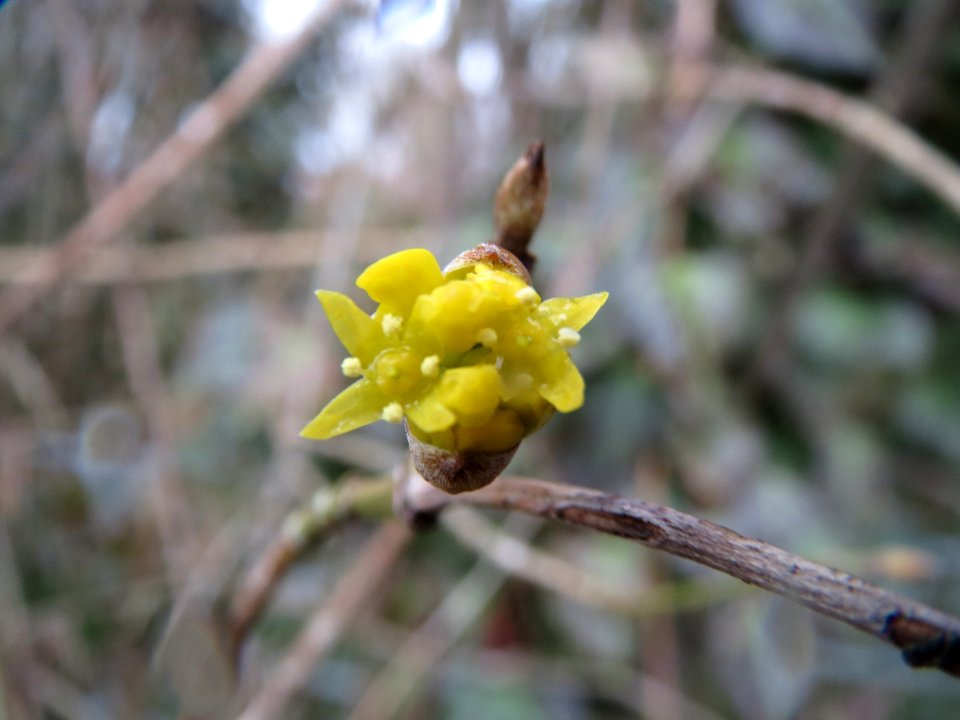 20140210Cornus_mas