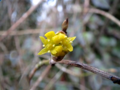20140210Cornus_mas