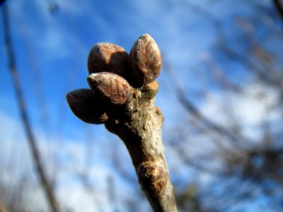 20140209Quercus_robur3