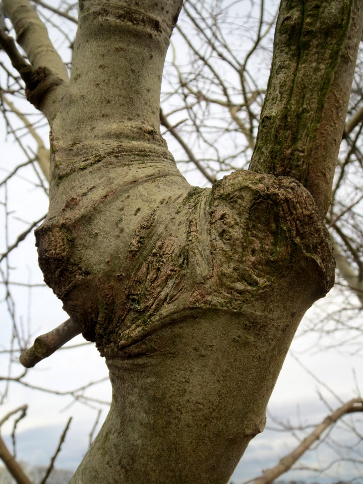 20140207Populus_tremula2