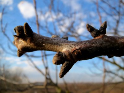 20140204Walnuss_Neulussheim2