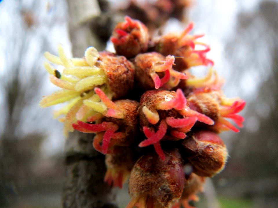 20140208Acer_saccharinum4