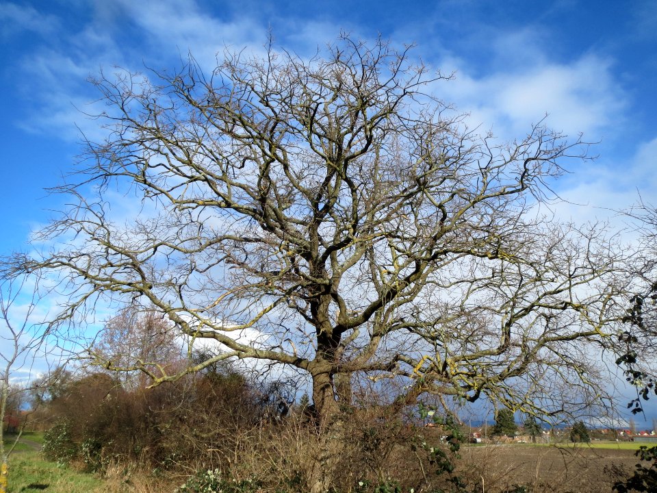 20140209Quercus_robur1