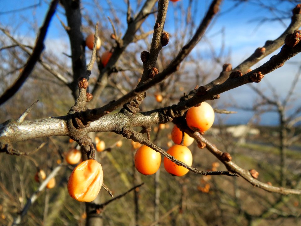 20140216Hippophae_rhamnoides14