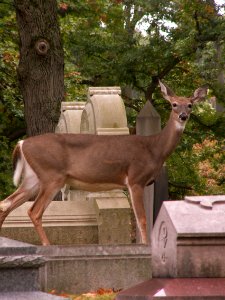 2014-10-01-Allegheny-Cemetery-doe-01