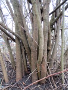 20140214Cornus_sanguinea1