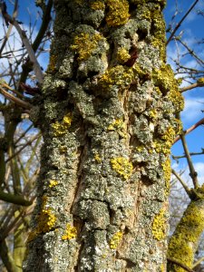 20140209Sambucus_nigra06