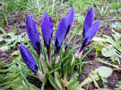 20140213Crocus_tommasinianus2