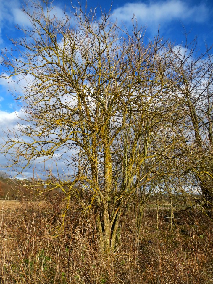 20140209Sambucus_nigra02