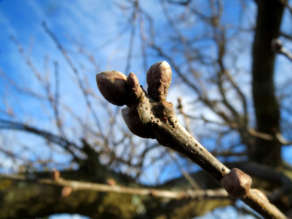 20140209Quercus_robur4