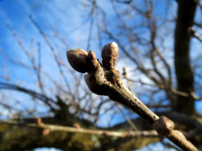 20140209Quercus_robur4