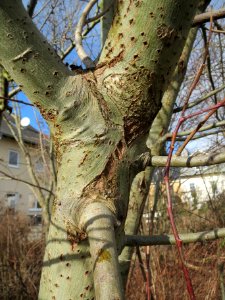 20140209Salix_caprea2