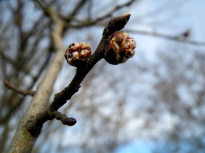 20140206Feldulme_Neulussheim13