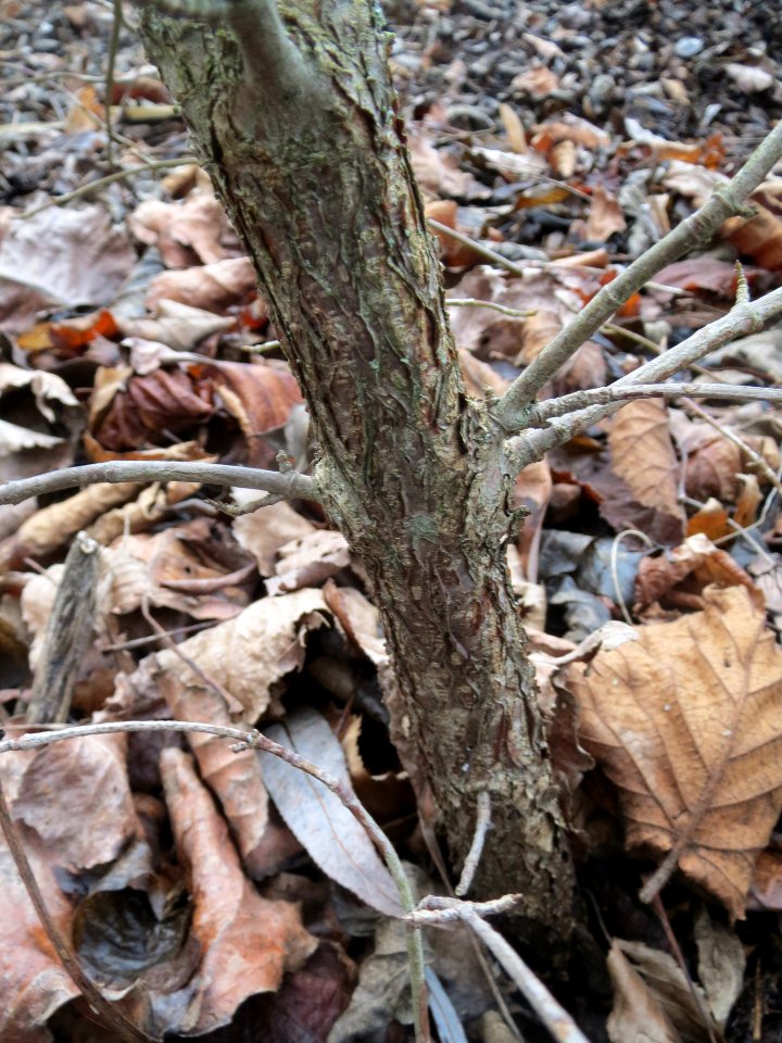 20140216Cornus_mas_Hockenheim1