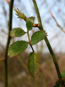20140130Rosa_multiflora5