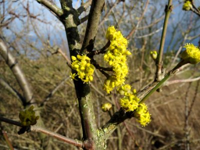 20140216Cornus_mas_Neulussheim3