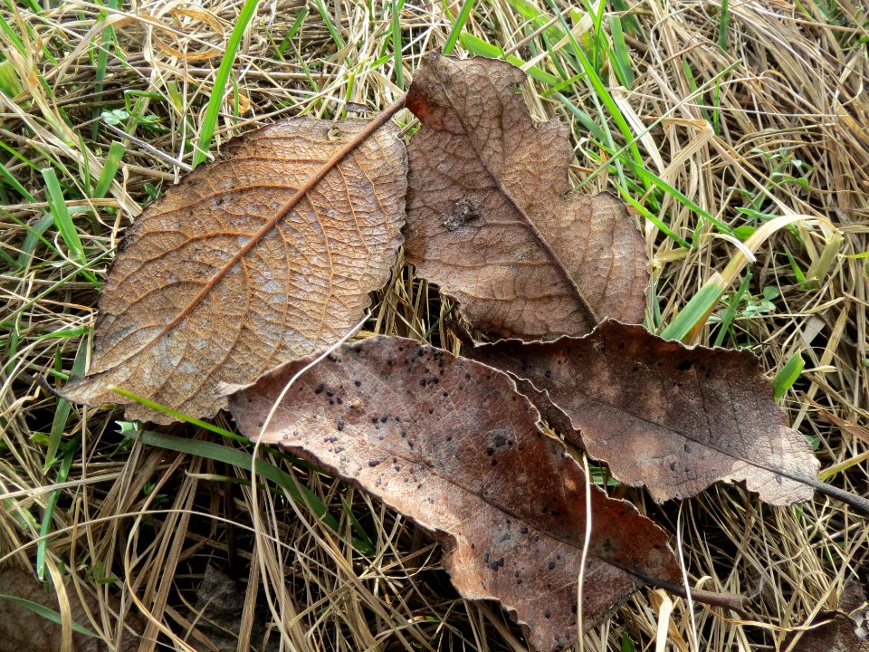 20140206Salix_Neulussheim1