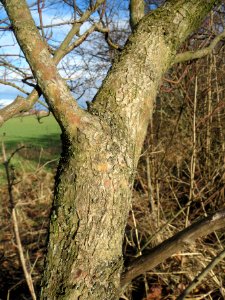 20140216Hartriegel_Neulussheim1