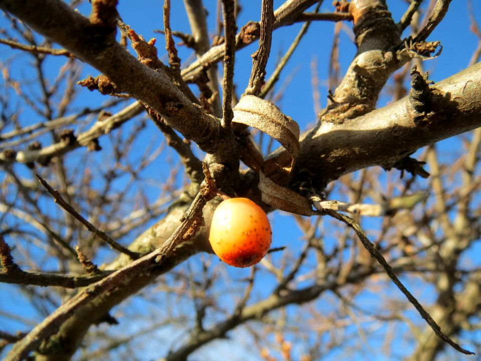 20140216Hippophae_rhamnoides15