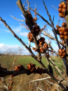 20140216Hippophae_rhamnoides10