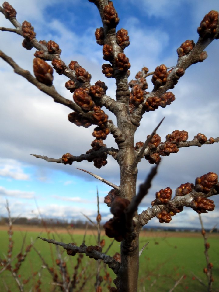 20140216Hippophae_rhamnoides07