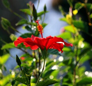 Tropical bloom red