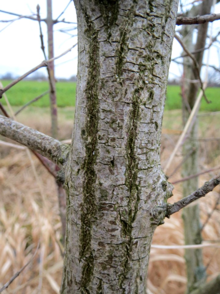 20140214Cornus_sanguinea4