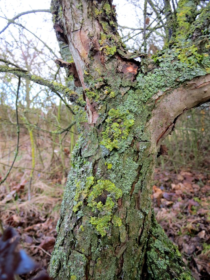20140216Cornus_mas_Hockenheim2