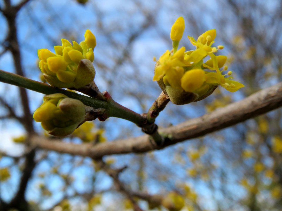 20140216Cornus_mas_Neulussheim2